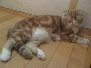 在好友家一早起來，就看到咖菲貓後繼者Kuri將.....（你相信牠才八個月大嗎！？）